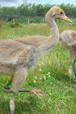 Black White Yellow on 28th June 2013 Black White Yellow on 28th June 2013